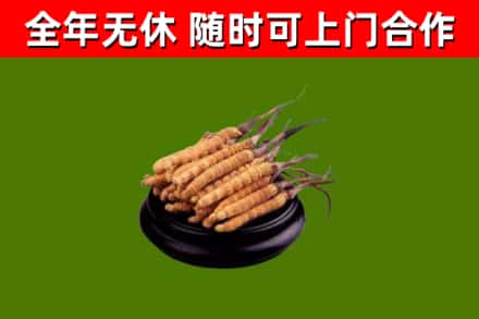 太和烟酒回收冬虫夏草.jpg